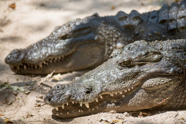 istock The crocodile with open jaws eating looking sleeping 813228952