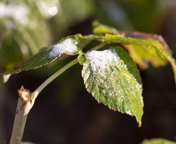 istock snow on green leaves 813232044