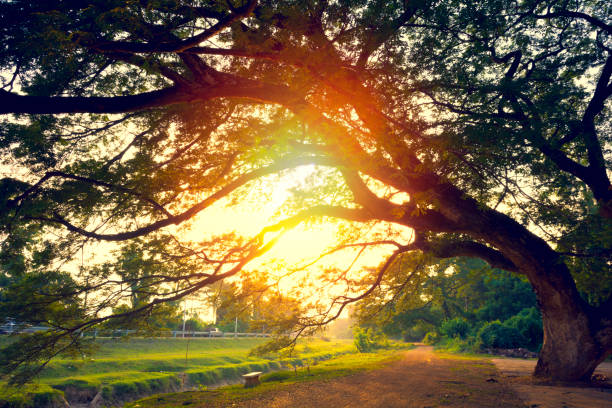 Rural scene with landscape shot. A chair under tree.