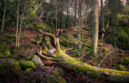 Scenic landscape with primeval forest at autumn day