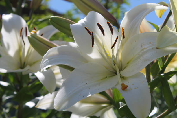 istock Flowering lilies in summer 813235324