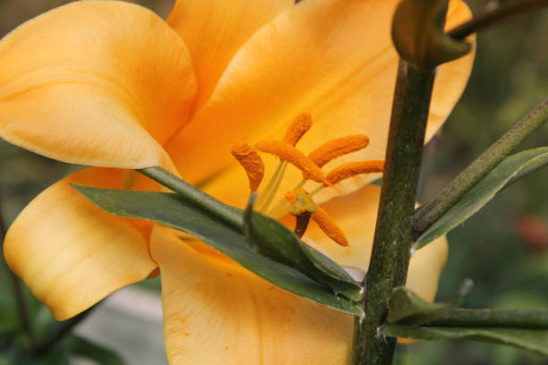 istock Flowering lilies in summer 813235482