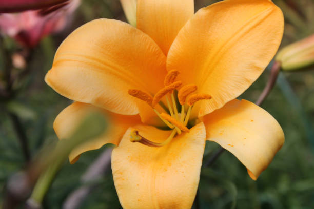 istock Flowering lilies in summer 813235806