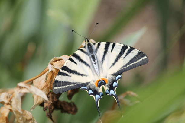 istock Butterfly machaon sitting on a dry plant 813236590