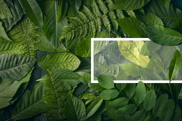 istock Botanical life concept of wild jungle foliage with empty space. 813236656