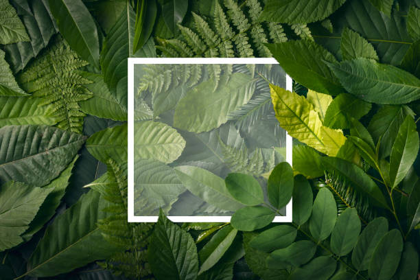 Botanical life concept of wild jungle foliage with empty space.