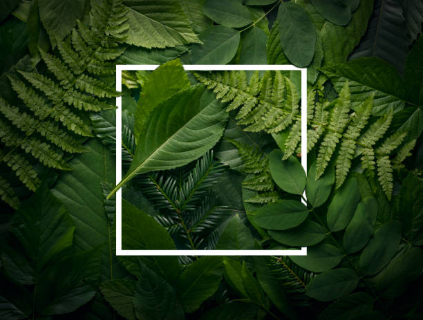 istock Botanical leaves concept of wild jungle foliage with empty space. 813238774