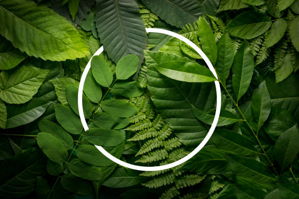 istock Botanical life concept of wild jungle foliage with empty space. 813238778