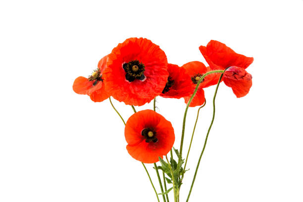 istock a bouquet of red poppies isolated 813239938