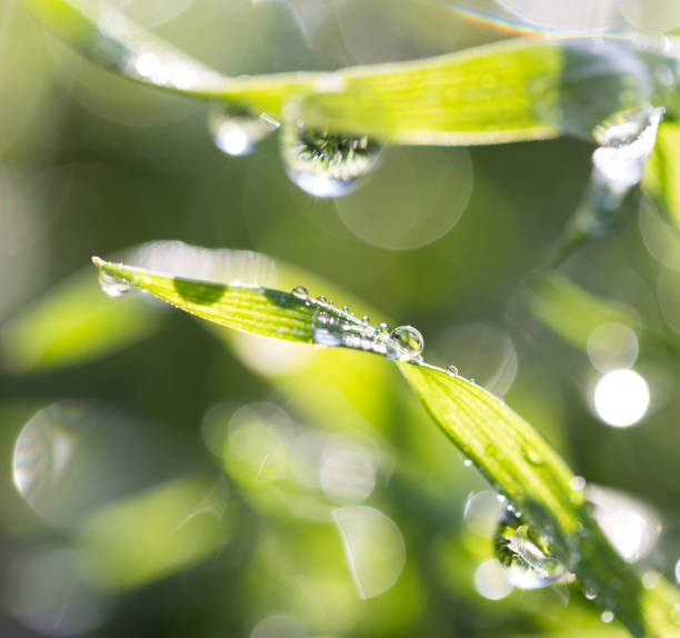 istock Drops of dew on the grass 813242192