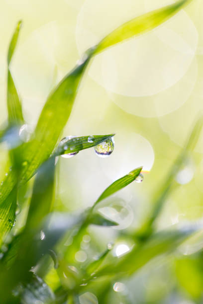 istock Drops of dew on the grass 813242406