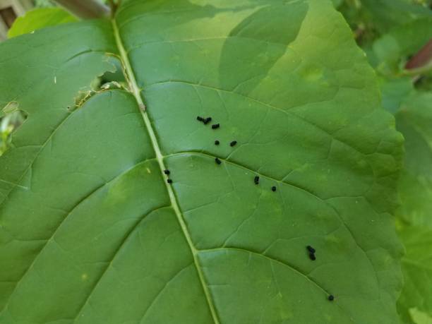 istock green leaf with animal poop 813243214