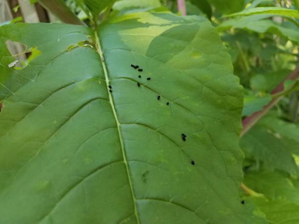istock green leaf with animal poop 813243256