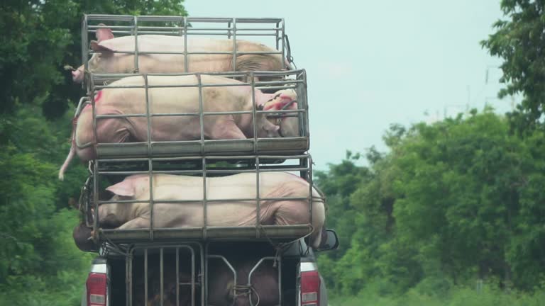 Pig in pigsty on truck