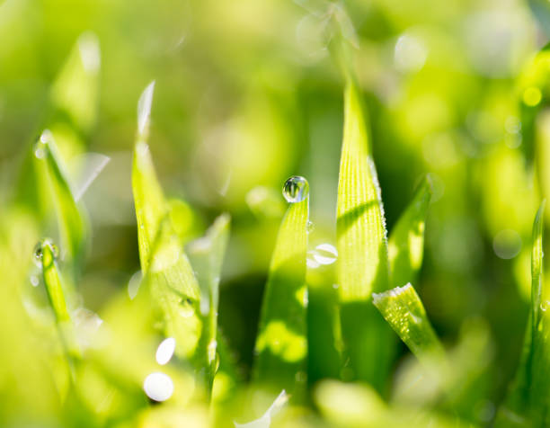 istock Drops of dew on the grass 813243434