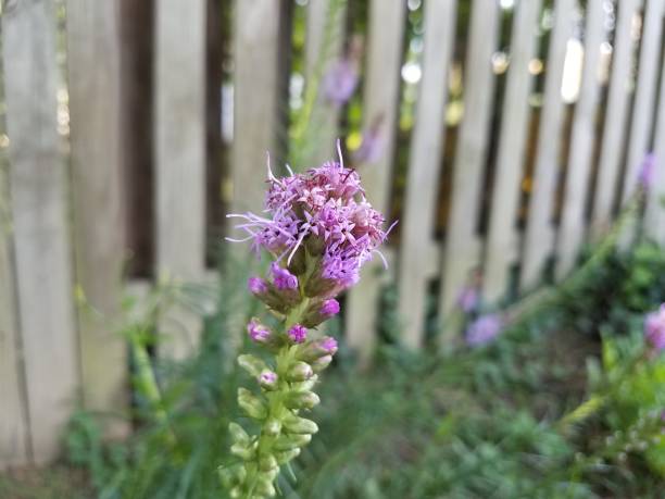 istock purple flower in garden 813245918