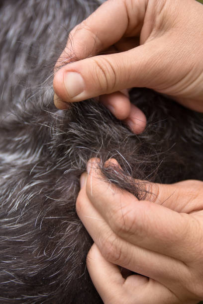 istock hands stripping hair of dog 813245966