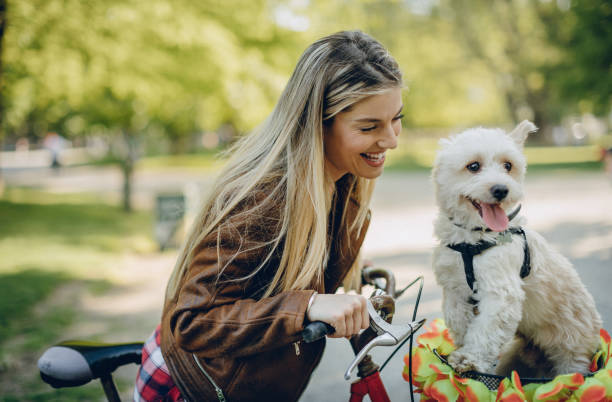 istock Adorable dog going everywhere with his owner 813246118