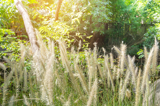 Motion  blur of image of white grass in tropical field with tree and sunshine background.