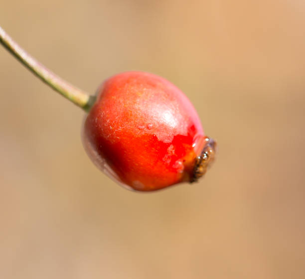 istock rosehips Outdoors 813253844
