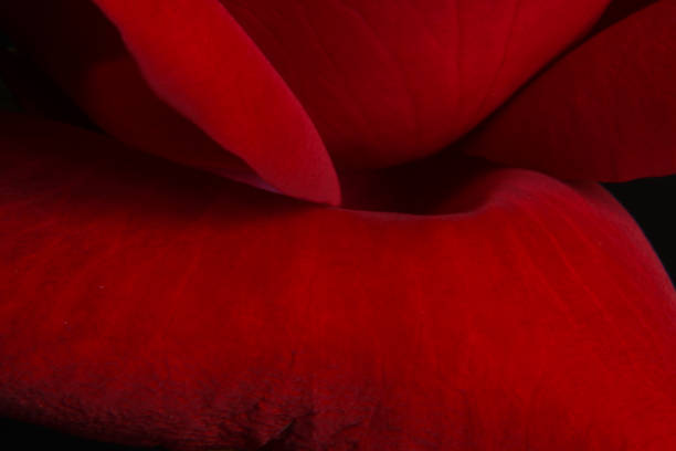 istock Close up of beautiful red rose. 813253920