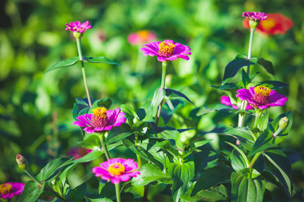 Zinnia flower in garden on park natural  background.