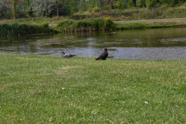 Many pigeons at a lake