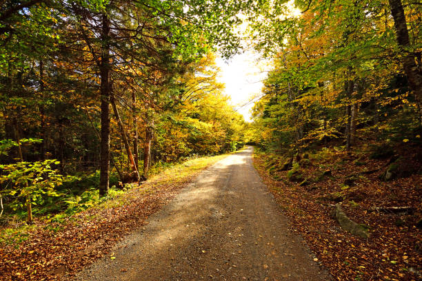 istock Autumn in New Brunswick (Canada) 813264028