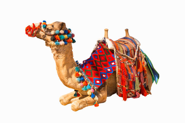 分離されたエジプトのラクダ - saddle blanket ストックフォトと画像