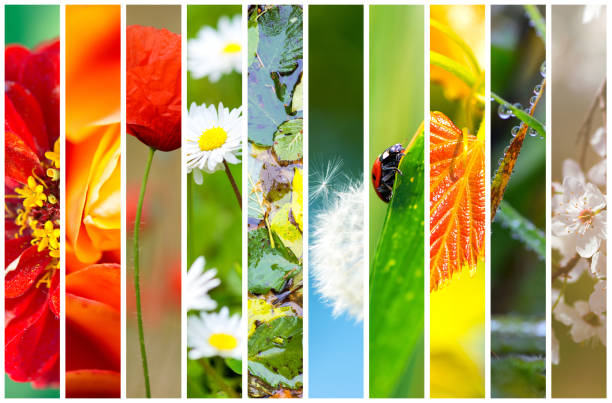 istock collage flora and fauna 813272750
