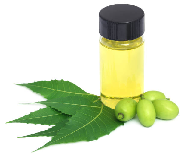 medicinal neem leaves and fruits with essential oil - azadirachta indica imagens e fotografias de stock
