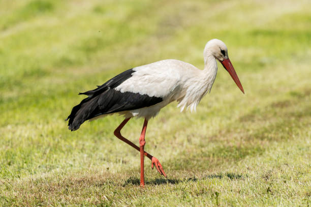 istock White Stork in the meadow in the morning 813275170