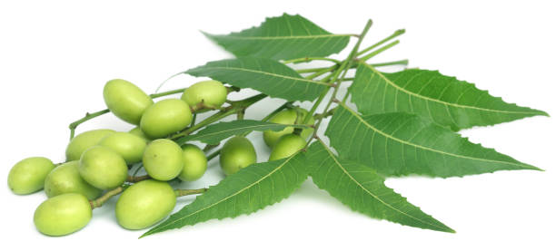 istock Medicinal neem leaves with fruits 813275192