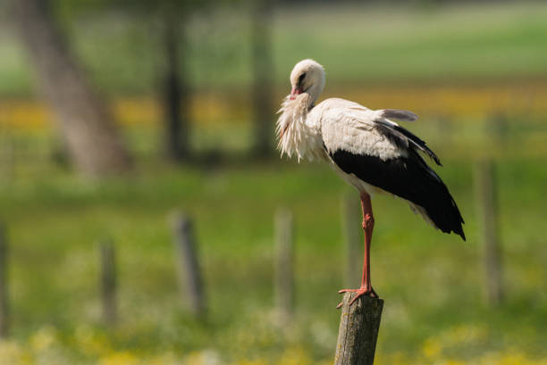 istock White Stork in the meadow in the morning 813275312
