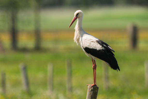 White Stork in the meadow in the morning