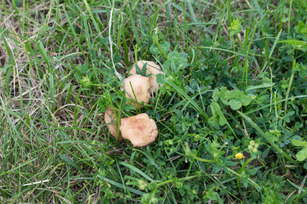 istock Mushrooms in green grass 813275636