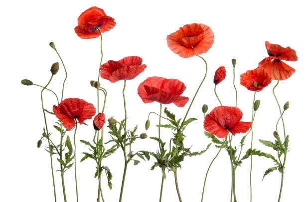 istock red poppies isolated on white background 813276418
