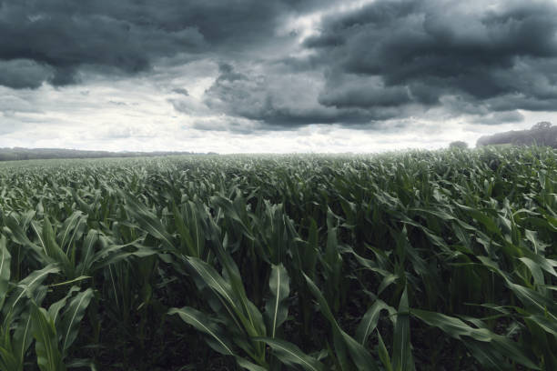 istock green maize field in front of dramatic clouds 813279166
