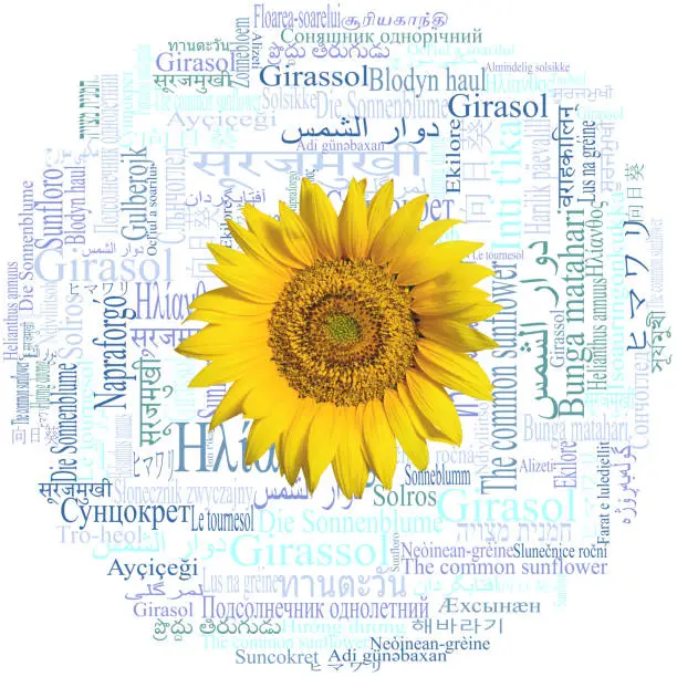 Sunflower head on a beautiful word cloud with the word Sunflower (species Helianthus annuus) written in fifty-nine different languages of the world.
