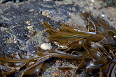 salt-creek-crescent-bay.jpg?b=1&s=170x170&k=20&c=4cKKvo8t7Vd6Furk02xuqb7rwt34tI8UbpBYHajkuFQ=