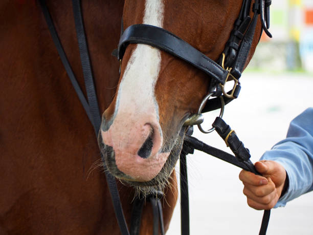 Man leads his horse by the reins.