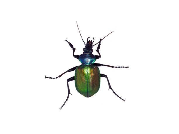 Beetle Calosoma sycophanta Large beetle Calosoma sycophanta from the family of Carabidae, isolated on a white background specimen holder stock pictures, royalty-free photos & images