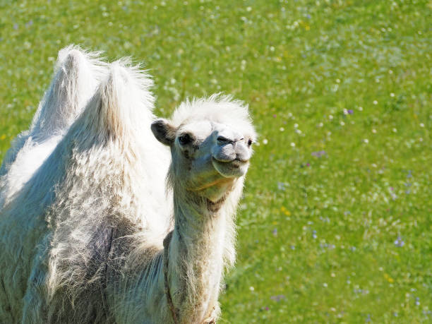 blanc white camel - paridigitate mammals photos et images de collection