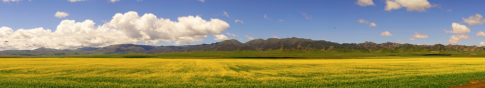 panoramic view Flower field