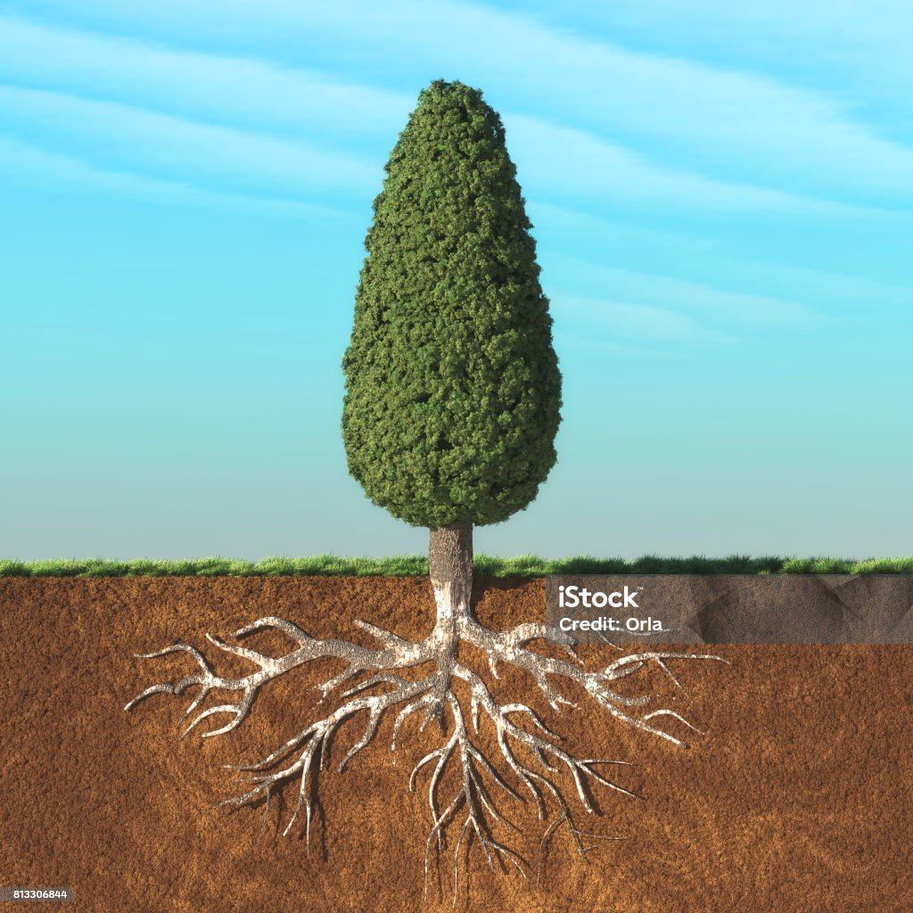 Inverse Cone Tree Cone Tree With Root Stock Photo - Download Image Now - Botany, Branch ...