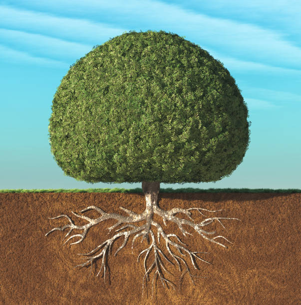 istock A perfect tree with green leaves 813306930