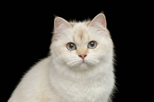 istock Furry British Cat white color on Isolated Black Background 813311434