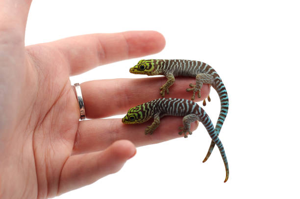 istock Standings day gecko sits on hands isolated on white background 813317126