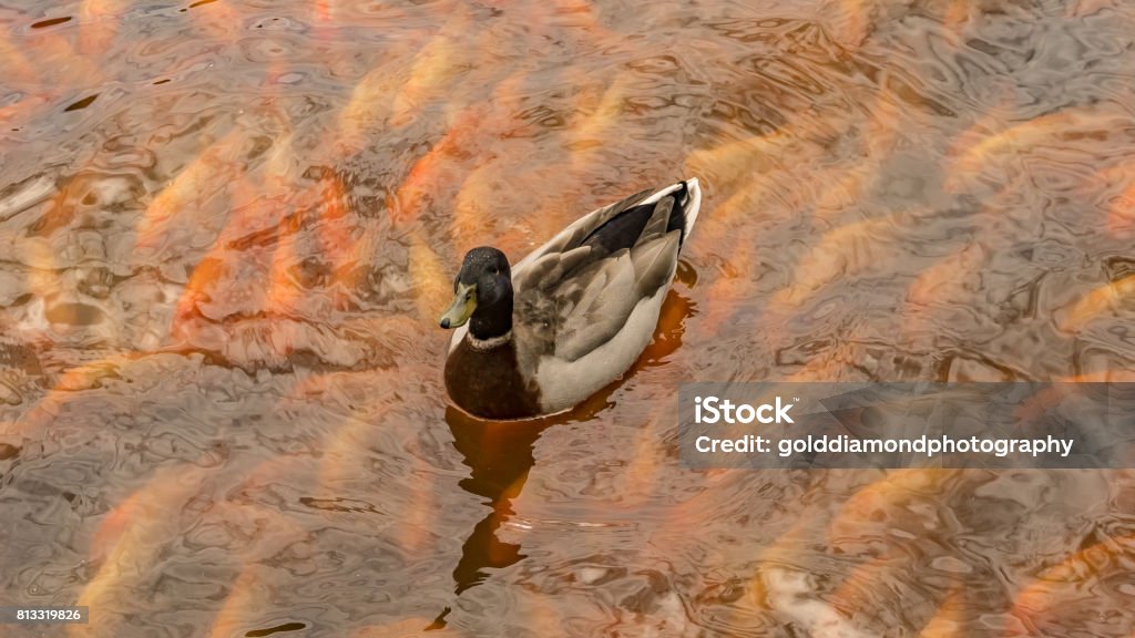 Duck at a pond with fish duck at a pond with fish Animal Stock Photo