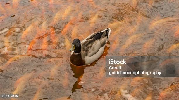 Duck At A Pond With Fish Stock Photo - Download Image Now - Animal, Duck - Bird, Farm